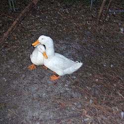 Thumbnail photo of Pekin Ducks(M&F) #2