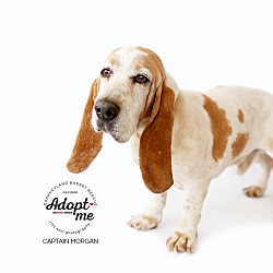 Acton, CA - Basset Hound. Meet Captain Morgan a Pet for Adoption ...