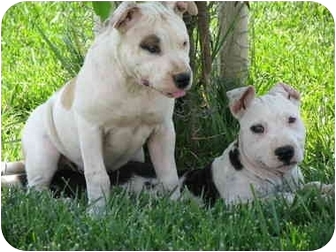 american bulldog and bull terrier mix