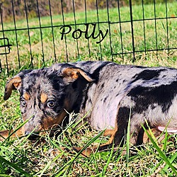 Thumbnail photo of Polly~adopted! #3