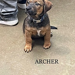 Photo of Archer