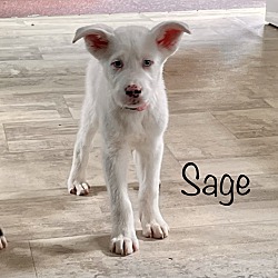 Thumbnail photo of Sage~adopted! #4