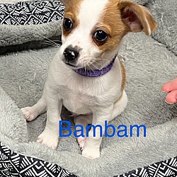Photo of Bam Bam