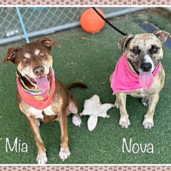 Thumbnail photo of MIA (also see NOVA) #2