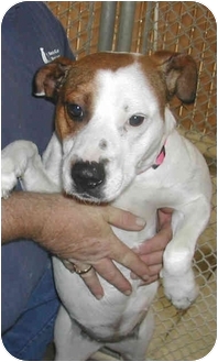 jack russell staffordshire terrier mix