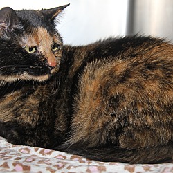 Thumbnail photo of Betty (Declawed & Spayed) #2