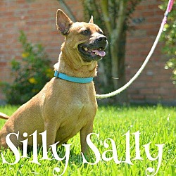 Thumbnail photo of Silly Sally #1
