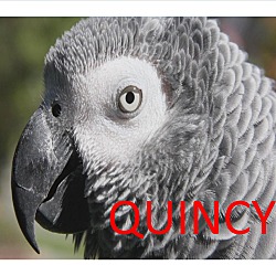 Thumbnail photo of 1 or 2 African Grey’s #4
