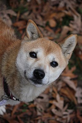 Manassas Va Shiba Inu Meet Nozomi A Pet For Adoption