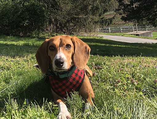 Reisterstown Md Beagle Meet Bagel A Pet For Adoption