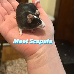 Photo of Scapula