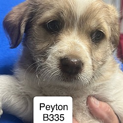 Thumbnail photo of Peyton B335 #1