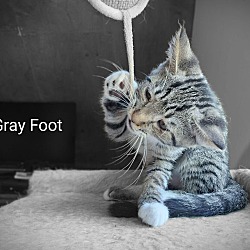 Thumbnail photo of Greyfoot #2