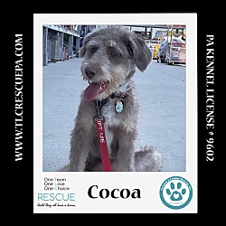 Thumbnail photo of Cocoa 060824 #4