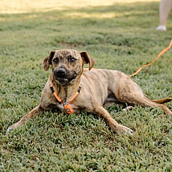 Thumbnail photo of Lilah (Foster-to-Adopt) #3