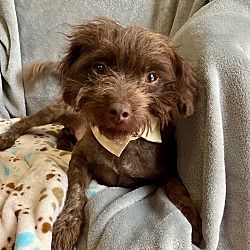 Thumbnail photo of Boulder - adorable 11 lb poodle! #4