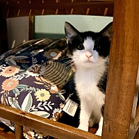adopt a pet