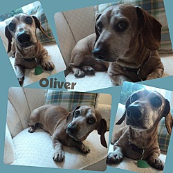 Thumbnail photo of OLIVER #4