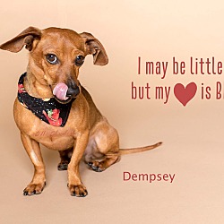 Thumbnail photo of Dempsey #4
