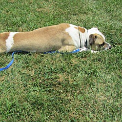 LaGrange, KY - Boxer. Meet CISCO - Paws Behind Bars a Pet for Adoption ...