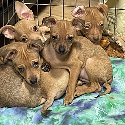 Photo of Chihuahua puppies