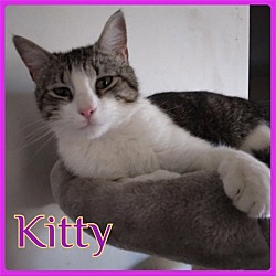 Photo of KITTY