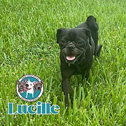 Thumbnail photo of Lucille Pug Face #1