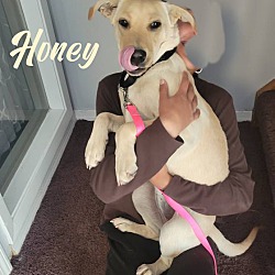 Thumbnail photo of Honey #4