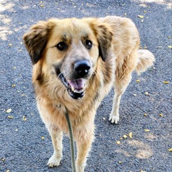 Thumbnail photo of Leela - Great Hiking Buddy! #4