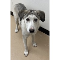 adopt-pet