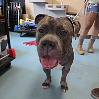 adopt a pet