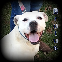 Thumbnail photo of Brutus #4