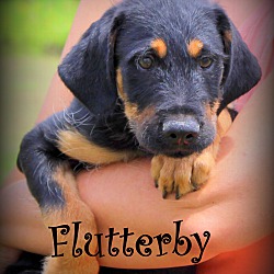 Thumbnail photo of Flutterby~adopted! #1