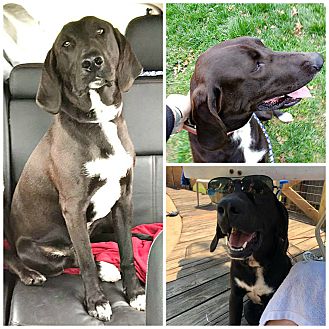 great dane crate petsmart