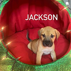 Thumbnail photo of Jackson #1