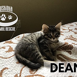 Photo of Dean - Polydactyl!