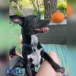 Thumbnail photo of Rover #3