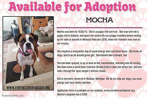 Wallace Mi Boxer Meet Mocha A Pet For Adoption