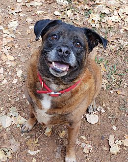 dna for dogs petsmart