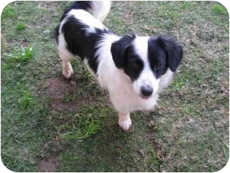 border collie and dachshund mix