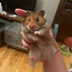 Thumbnail photo of Squeakers #3
