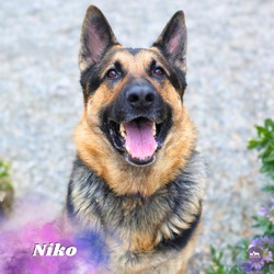 Photo of Niko