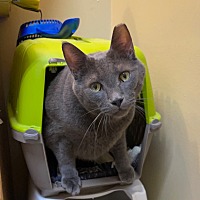 adopt a pet