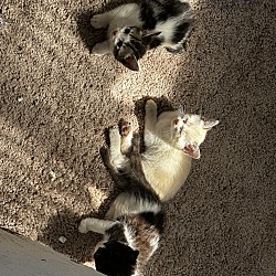Photo of Five kittens