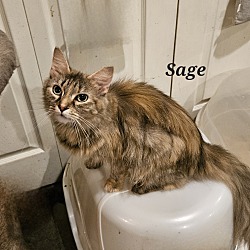 Thumbnail photo of Sage #2