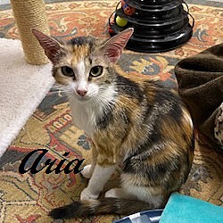 Thumbnail photo of Aria #4