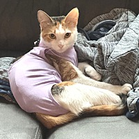 adopt a pet