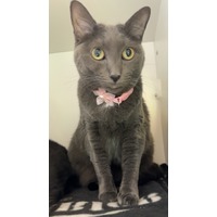 adopt-pet
