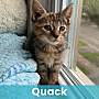QUACK - Domestic Shorthair available for adoption
