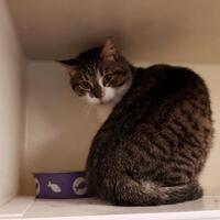 2nd chance animal rescue of richmond inc